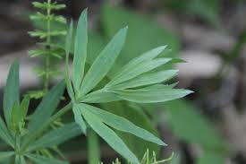 Attēlu rezultāti vaicājumam “Galium schultesii”