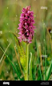 Attēlu rezultāti vaicājumam “Dactylorhiza cruenta”
