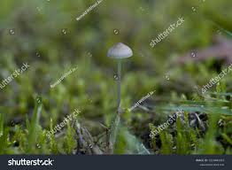 Attēlu rezultāti vaicājumam “Mycena filopes”