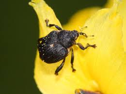 Attēlu rezultāti vaicājumam “Mononychus punctumalbum”