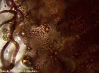 Attēlu rezultāti vaicājumam “Arcyria major”