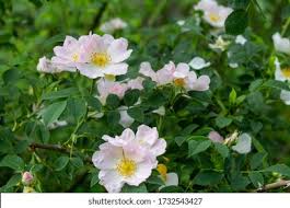 Attēlu rezultāti vaicājumam “Rosa subcanina”