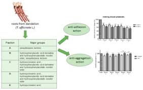 Attēlu rezultāti vaicājumam “Taraxacum officinale aggr.”