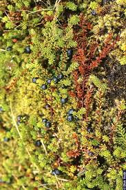 Attēlu rezultāti vaicājumam “Empetrum nigrum”