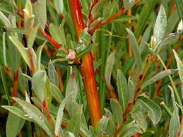 Attēlu rezultāti vaicājumam “Salix x doniana”