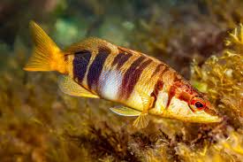 Image result for Serranus scriba