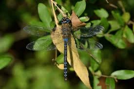 Attēlu rezultāti vaicājumam “Aeshna mixta male”