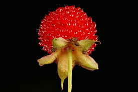 Attēlu rezultāti vaicājumam “Rubus illecebrosus fruit”