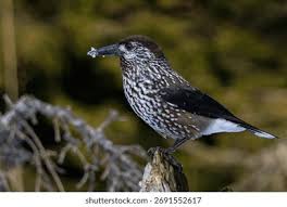 Attēlu rezultāti vaicājumam “Nucifraga caryocatactes”