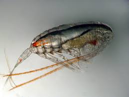 Attēlu rezultāti vaicājumam “Copepoda”