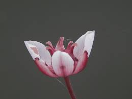 Attēlu rezultāti vaicājumam “Butomaceae”