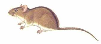 Attēlu rezultāti vaicājumam “Apodemus agrarius”