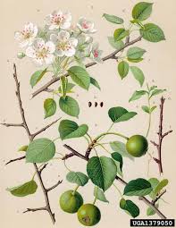 Attēlu rezultāti vaicājumam “Pyrus pyraster”