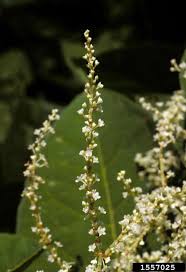 Attēlu rezultāti vaicājumam “Reynoutria japonica flower”