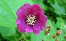 Attēlu rezultāti vaicājumam “Rubus plicatus flower”