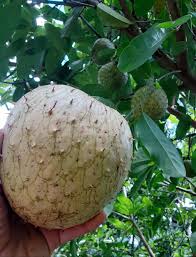 Attēlu rezultāti vaicājumam “Libanotis montana fruit”