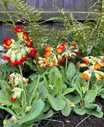 Attēlu rezultāti vaicājumam “Primula veris fruit”