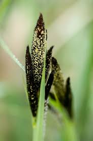 Attēlu rezultāti vaicājumam “Carex acutiformis flower”