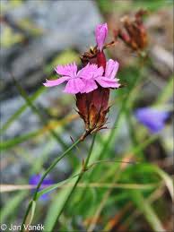 Image result for Dianthus carthusianorum