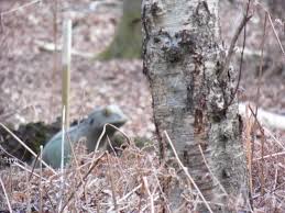 Image result for White Mark Bowmen Field Archery Club