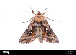 Attēlu rezultāti vaicājumam “Autographa pulchrina”