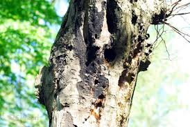 Attēlu rezultāti vaicājumam “Anthostoma decipiens”