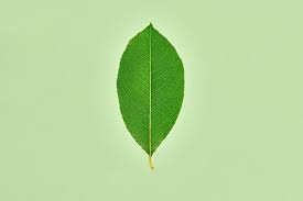Attēlu rezultāti vaicājumam “Salix pentandra leaf”
