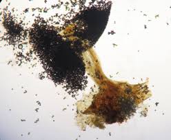 Attēlu rezultāti vaicājumam “Physarum gravidum stalked”