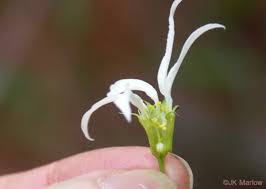 Attēlu rezultāti vaicājumam “Gillenia trifoliata flower”