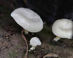 Attēlu rezultāti vaicājumam “Polyporus ciliatus”