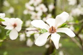 Attēlu rezultāti vaicājumam “Magnolia”