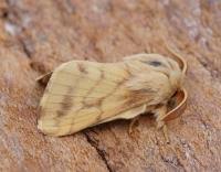 Attēlu rezultāti vaicājumam “Malacosoma castrensis male”