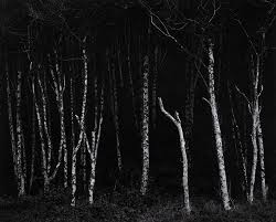 Image result for Ansel Adams Aspens New Mexico