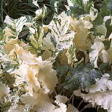 Attēlu rezultāti vaicājumam “Armoracia rusticana leaf”