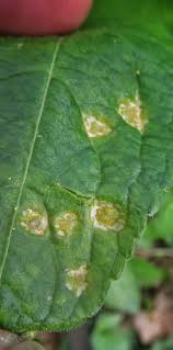 Attēlu rezultāti vaicājumam “Melampsora populnea”