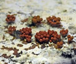 Attēlu rezultāti vaicājumam “Arcyria, Heterotrichia sp.”