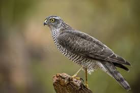 Attēlu rezultāti vaicājumam “Accipiter nisus male”