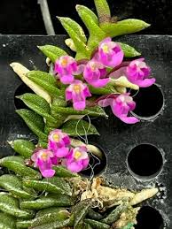 Attēlu rezultāti vaicājumam “Choerades sp.”