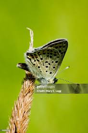 Attēlu rezultāti vaicājumam “Lycaena tityrus male”