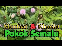 Image result for pohon semalu images