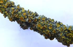 Attēlu rezultāti vaicājumam “Xanthoria parietina”