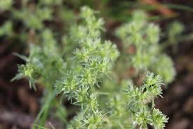 Attēlu rezultāti vaicājumam “Scleranthus annuus”