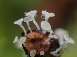 Attēlu rezultāti vaicājumam “Lachnum corticale”