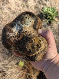 Attēlu rezultāti vaicājumam “Physarum decipiens spores”