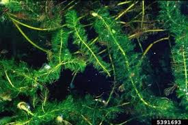 Attēlu rezultāti vaicājumam “Myriophyllum spicatum”