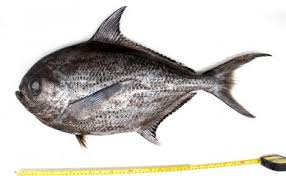 Image result for Eumegistus illustris