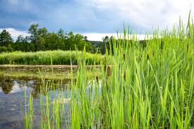 Image result for Rohrkolben