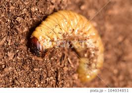 Attēlu rezultāti vaicājumam “Oryctes nasicornis larva”