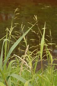 Attēlu rezultāti vaicājumam “Leersia oryzoides”