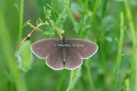 Attēlu rezultāti vaicājumam “Aphantopus hyperantus upperside”